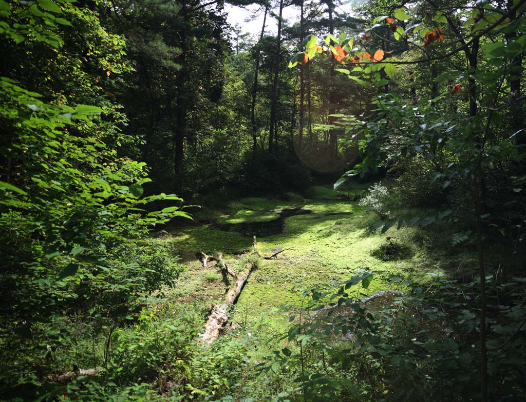 Foto, materiell, befreit, Landschaft, Bild, hat Foto auf Lager,See fnf Farben, Wald, Teich, abgefallener Baum, Mt. Bandai-san