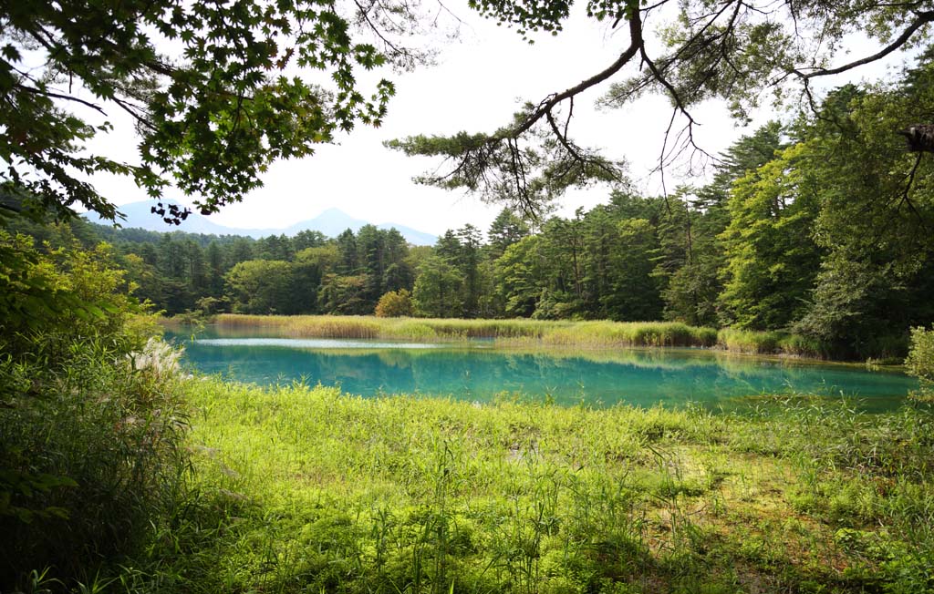 Foto, materiell, befreit, Landschaft, Bild, hat Foto auf Lager,Aonuma, Wald, Teich, Azurblau blau, Mt. Bandai-san