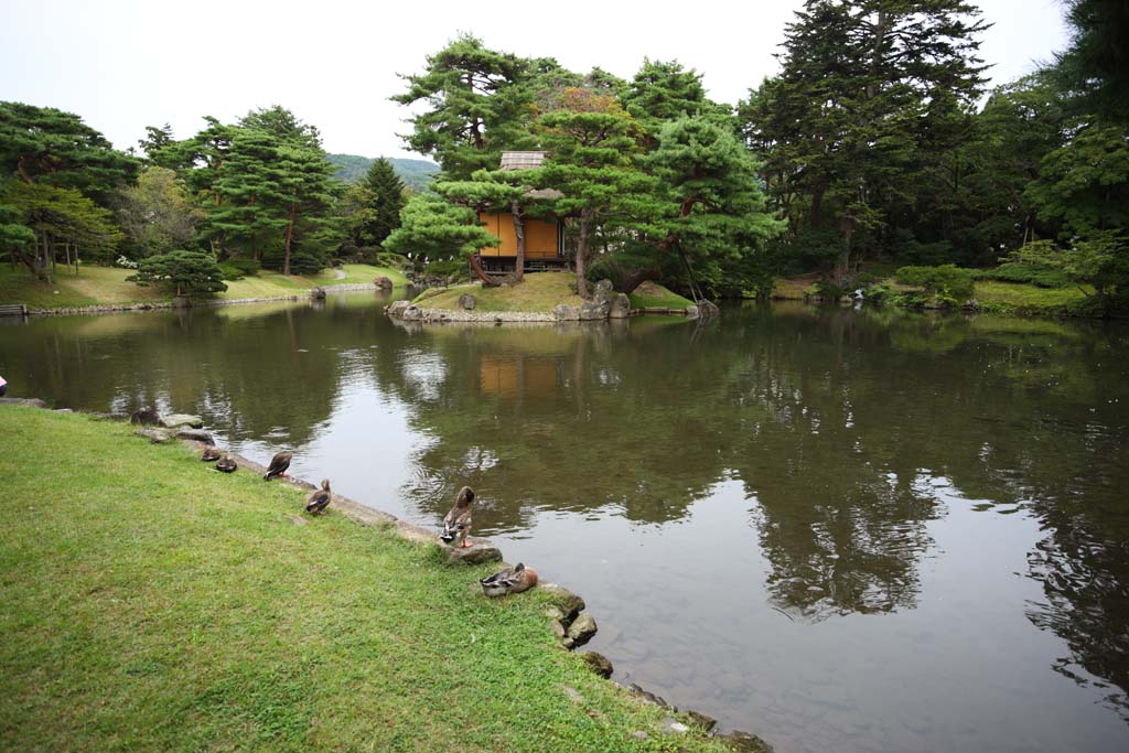 Foto, materiell, befreit, Landschaft, Bild, hat Foto auf Lager,Der Teich des Oyaku-en Garden Gefhlscharakters, Gartenpflanze, Gartenarbeit, Japanisch grtnert, Kiefer