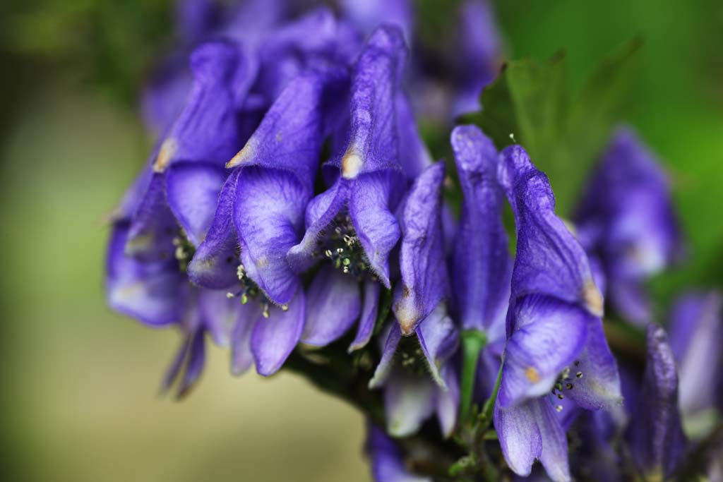 foto,tela,gratis,paisaje,fotografa,idea,OctoRika negro mosca, Un aconite, Medicina china, , Diuresis de corazn fuertes