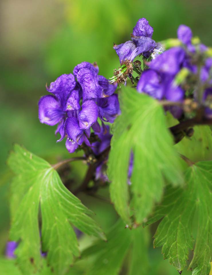 Foto, materieel, vrij, landschap, schilderstuk, bevoorraden foto,Octorika duister wapperen, Een aconite, Chinees artsenij, , Sterk hart afscheiding van urine