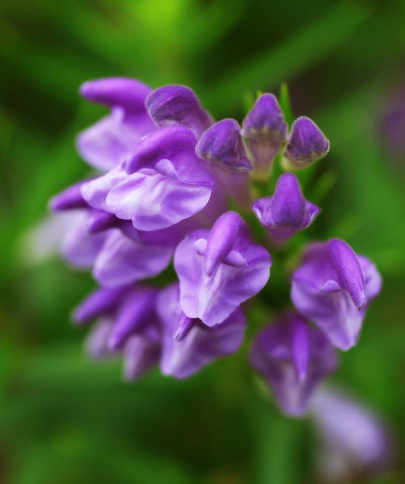 Foto, materiell, befreit, Landschaft, Bild, hat Foto auf Lager,Scutellaria baicalensis, , Chinesische Medizin, , Erleichterung des Fiebers