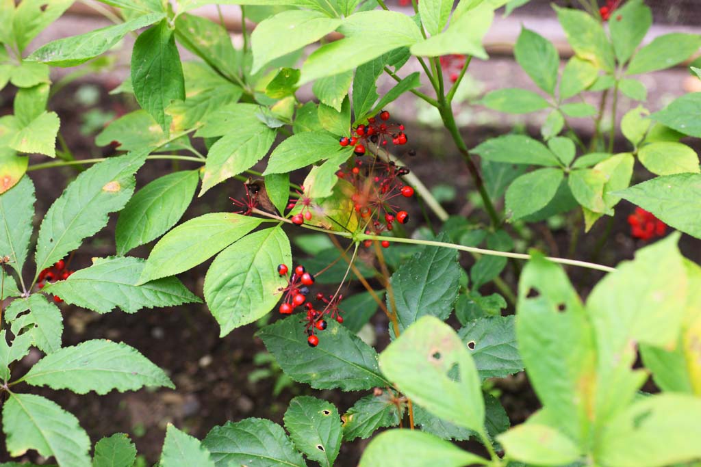 Foto, materieel, vrij, landschap, schilderstuk, bevoorraden foto,Ginseng, , Saponin, Ginseng, Jenever Seno Cyd