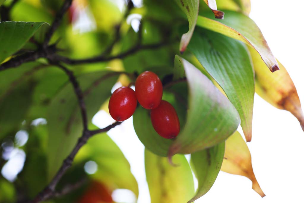 Foto, materieel, vrij, landschap, schilderstuk, bevoorraden foto,Cornus officinalis, Ik ben sterk, Chinees artsenij, Hemostasis, Convergentie