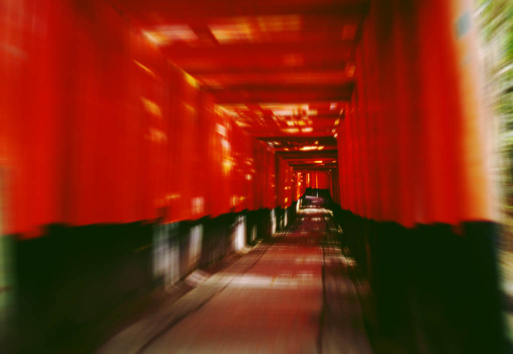 fotografia, materiale, libero il panorama, dipinga, fotografia di scorta,La volpe sta passando attraverso., Fushimi-inari Taisha, torii controllano, , 