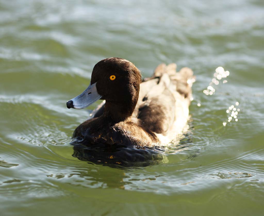 Foto, materieel, vrij, landschap, schilderstuk, bevoorraden foto,Minderer scaup eende, Waterfowl, Eende, , 