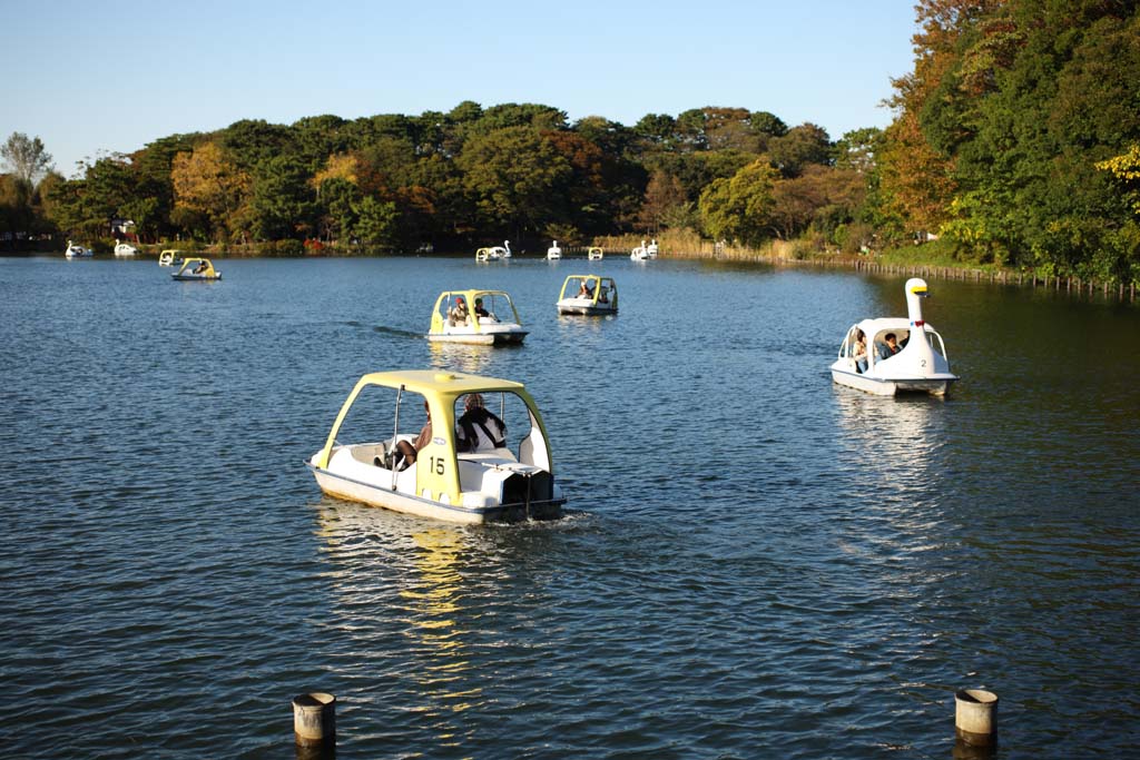 photo, la matire, libre, amnage, dcrivez, photo de la rserve,tang Senzoku, bateau du cygne, Ramez un pied; un bateau, La surface de l'eau, tang