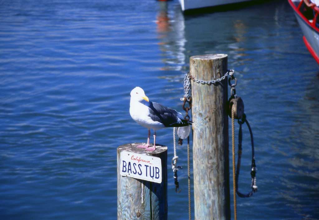 fotografia, materiale, libero il panorama, dipinga, fotografia di scorta,I BASSI METTONO IN UN TINO, gabbiano, mare, , 