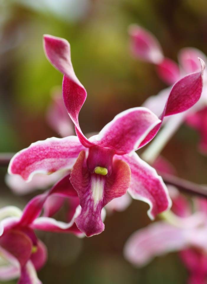 fotografia, material, livra, ajardine, imagine, proveja fotografia,A orqudea do vermelho purpreo, Uma orqudea, , ptala, Eu sou deslumbrante