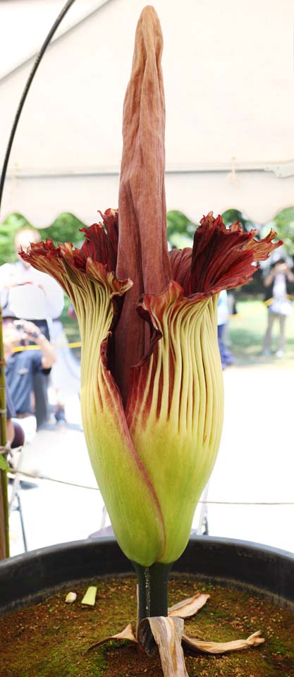 photo, la matire, libre, amnage, dcrivez, photo de la rserve,La plus grande fleur de Monde titanum Amorphophallus, Odeur putride, fleur norme, Konnyaku, 