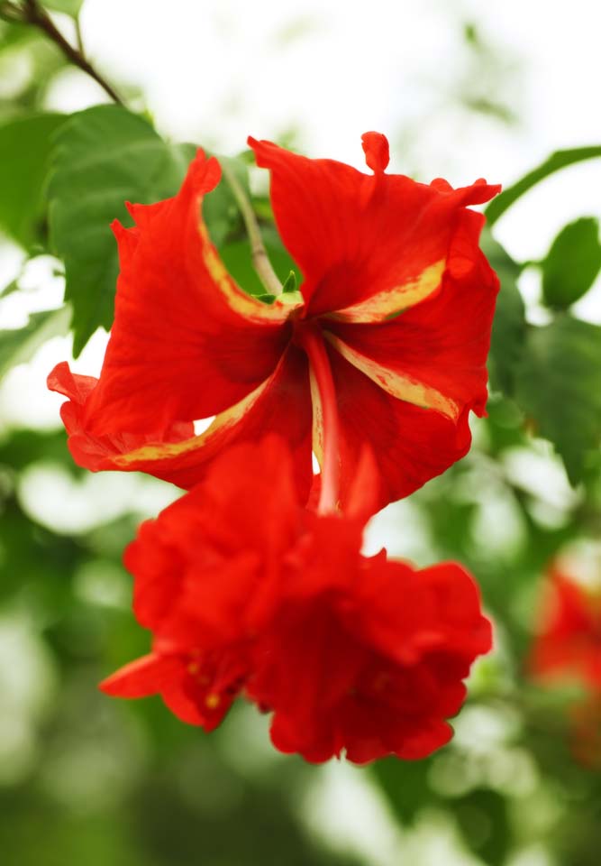 fotografia, materiale, libero il panorama, dipinga, fotografia di scorta,Tropicale rosso, Un'orchidea, , petalo, Io sono sfarzoso