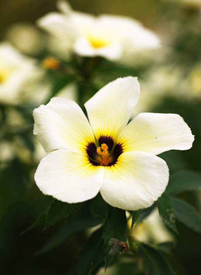 Foto, materiell, befreit, Landschaft, Bild, hat Foto auf Lager,Eine Blume der Sahne, Eine Orchidee, , Bltenblatt, Ich bin prchtig