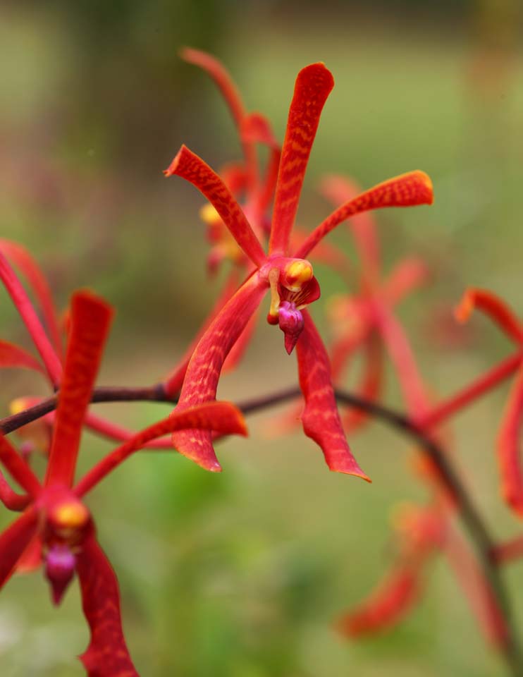 Foto, materiell, befreit, Landschaft, Bild, hat Foto auf Lager,Eine rote Orchidee, Eine Orchidee, , Bltenblatt, Ich bin prchtig