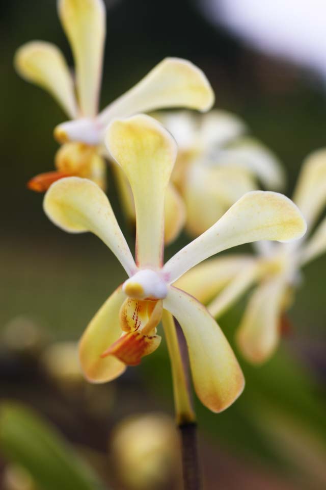 Foto, materiell, befreit, Landschaft, Bild, hat Foto auf Lager,Eine Orchidee der Sahne, Eine Orchidee, , Bltenblatt, Ich bin prchtig