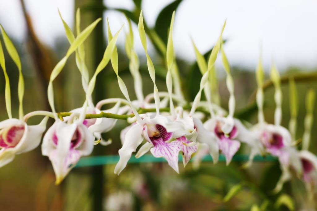 Foto, materiell, befreit, Landschaft, Bild, hat Foto auf Lager,Die Orchidee, die vom Bltenblatt tanzt, Eine Orchidee, , Bltenblatt, Ich bin prchtig