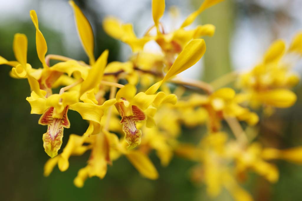 foto,tela,gratis,paisaje,fotografa,idea,Una orqudea amarilla, Una orqudea, , Ptalo, Soy precioso