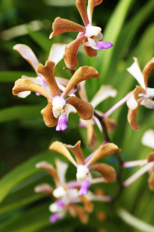 fotografia, materiale, libero il panorama, dipinga, fotografia di scorta,Un'orchidea marrone, Un'orchidea, , petalo, Io sono sfarzoso