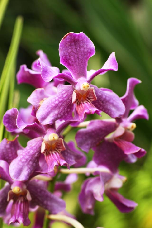 Foto, materieel, vrij, landschap, schilderstuk, bevoorraden foto,De orchidee van ht paarsachtig rood, Een orchidee, , Kroonblad, Ik ben prachtig