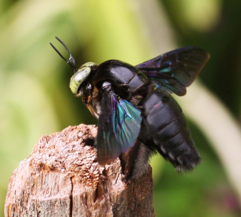 fotografia, materiale, libero il panorama, dipinga, fotografia di scorta,Una mosca enorme, mosca, , , La zona tropicale