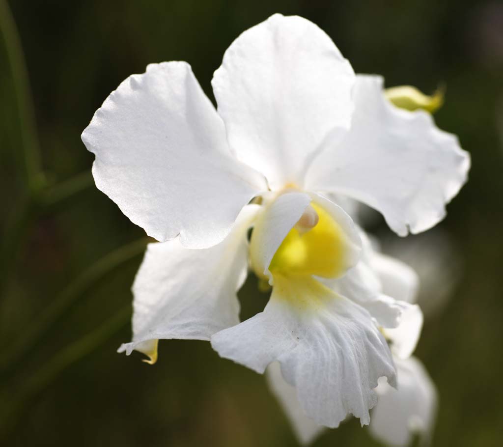 fotografia, material, livra, ajardine, imagine, proveja fotografia,Uma orqudea branca, Uma orqudea, , ptala, Eu sou deslumbrante