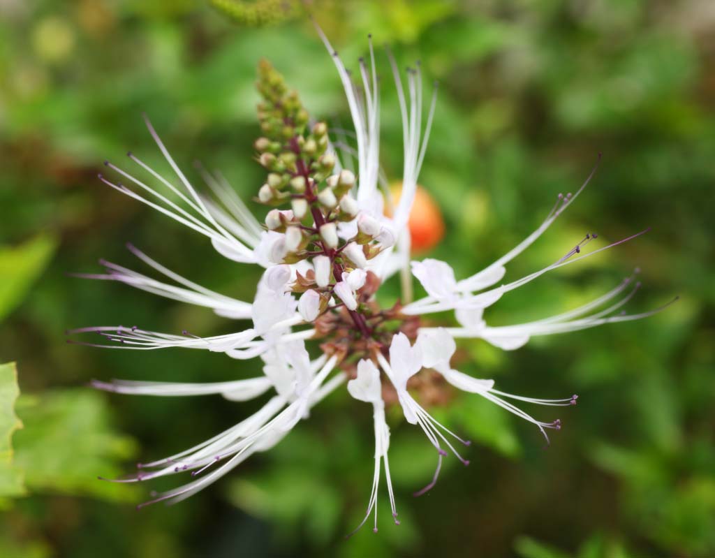 Foto, materiell, befreit, Landschaft, Bild, hat Foto auf Lager,Eine weie Blume, Wei, Staubblatt, Bltenblatt, Ich bin prchtig