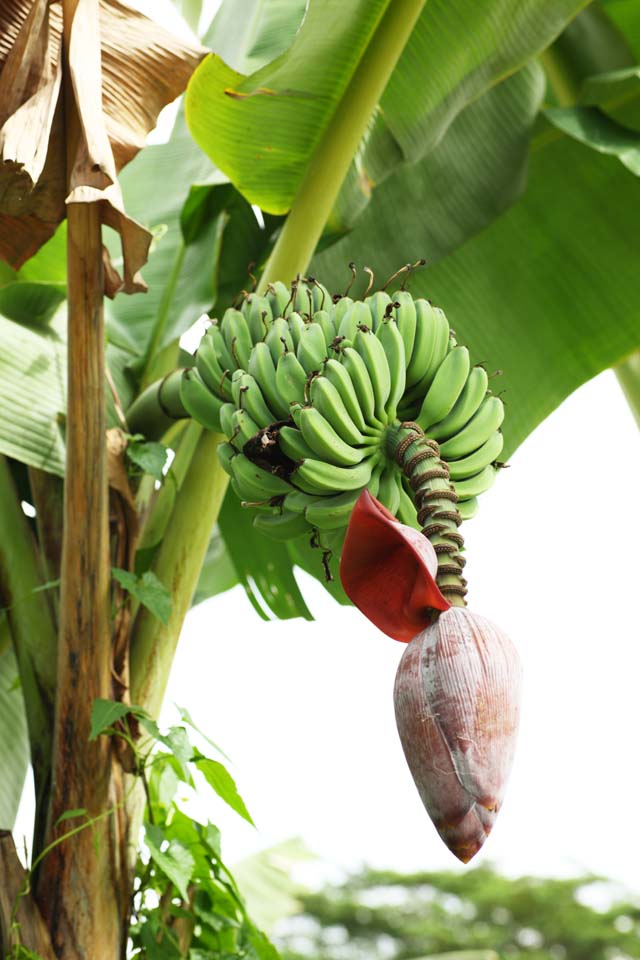 Foto, materieel, vrij, landschap, schilderstuk, bevoorraden foto,Een banaan, De bloem van de banaan, Vrucht, Zuidelijk land, Etenswaar