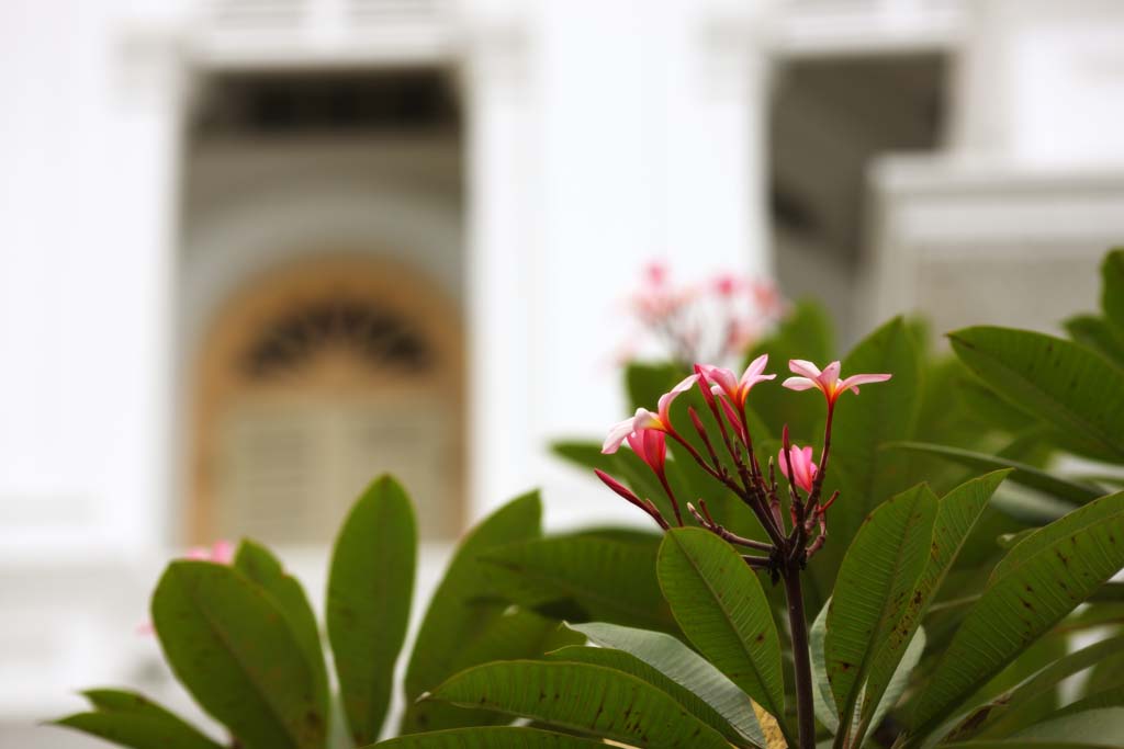 fotografia, materiale, libero il panorama, dipinga, fotografia di scorta,Un frangipani colore rosa, Islam, tempio, Religione, Io sono bello