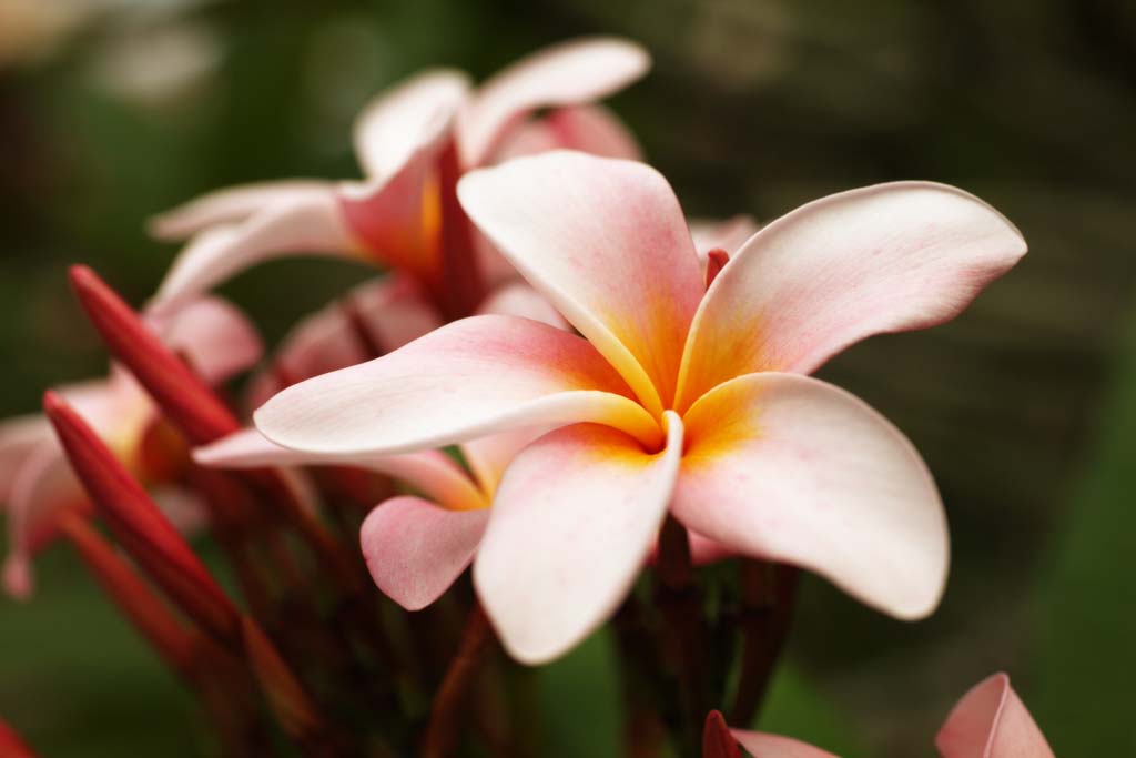 Foto, materieel, vrij, landschap, schilderstuk, bevoorraden foto,Een rose frangipani, Rose, Frangipani, Een Indiase jasmijn, Oleander afdeling