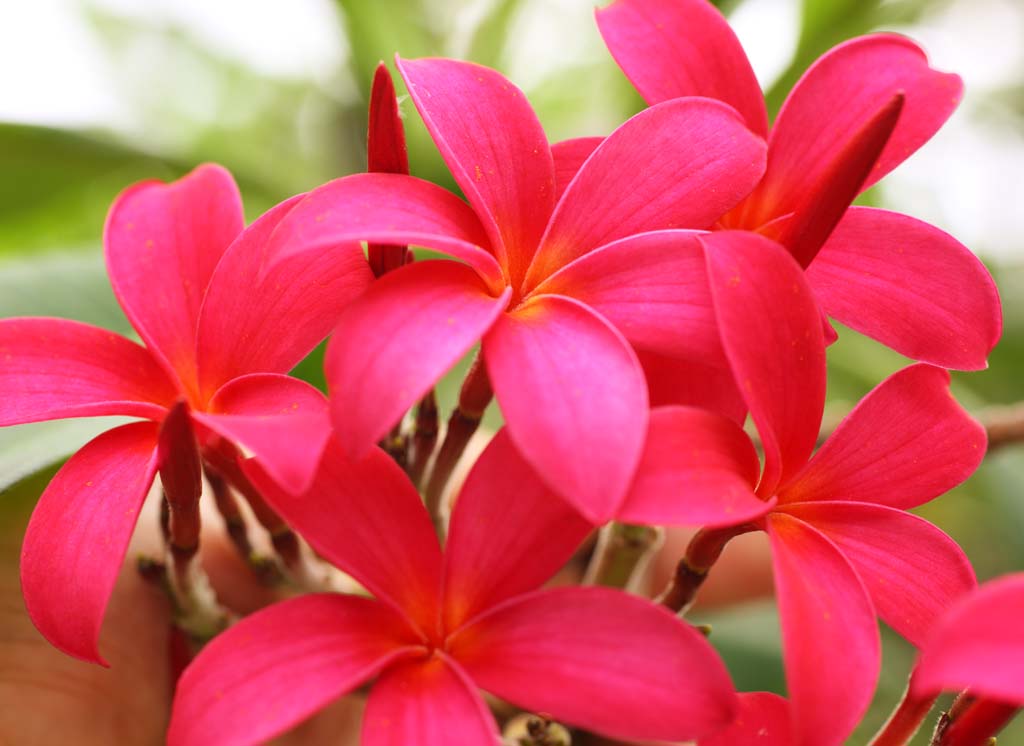 fotografia, materiale, libero il panorama, dipinga, fotografia di scorta,Un frangipani colore rosa, Garofano, frangipani, Un gelsomino indiano, Reparto di oleandro