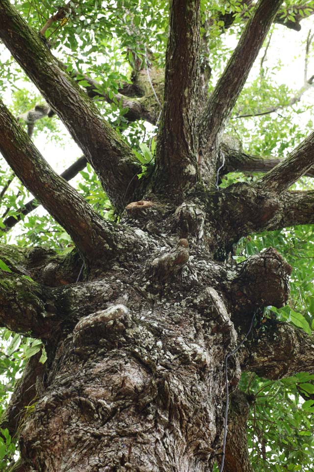 fotografia, materiale, libero il panorama, dipinga, fotografia di scorta,Un albero tropicale, L'abbaio, grande albero, albero, La giungla