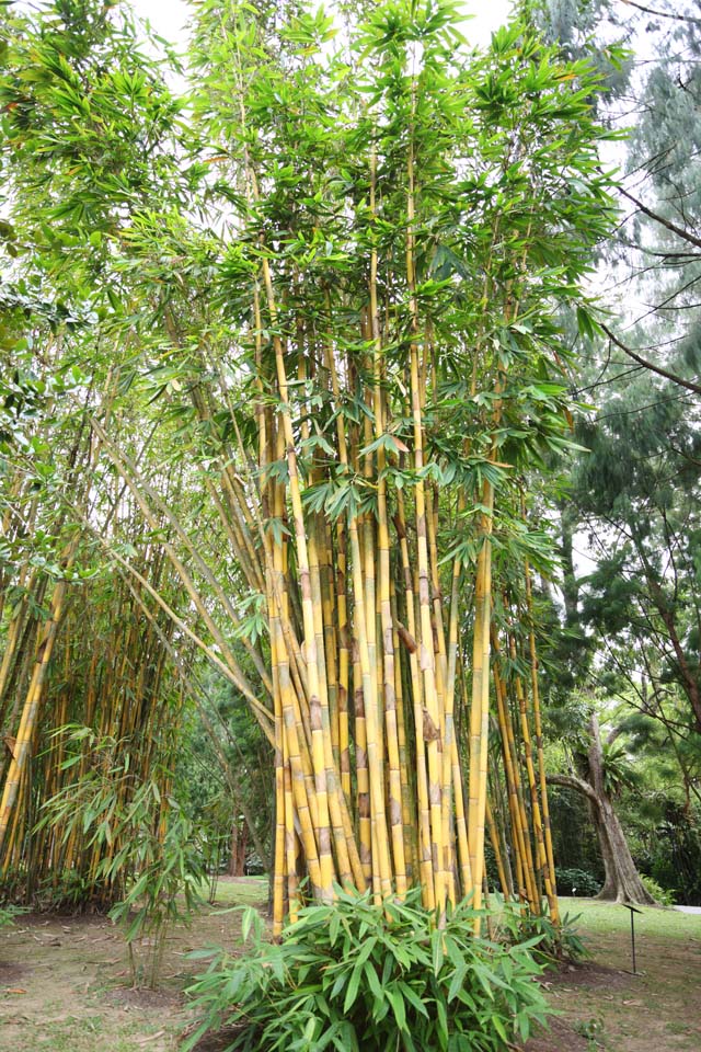 foto,tela,gratis,paisaje,fotografa,idea,Bamb de oro, Bamb, Pngase amarillo, Bamb japons comn, Planta de interior