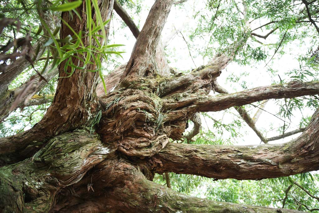 fotografia, materiale, libero il panorama, dipinga, fotografia di scorta,Un albero tropicale, L'abbaio, grande albero, albero, La giungla