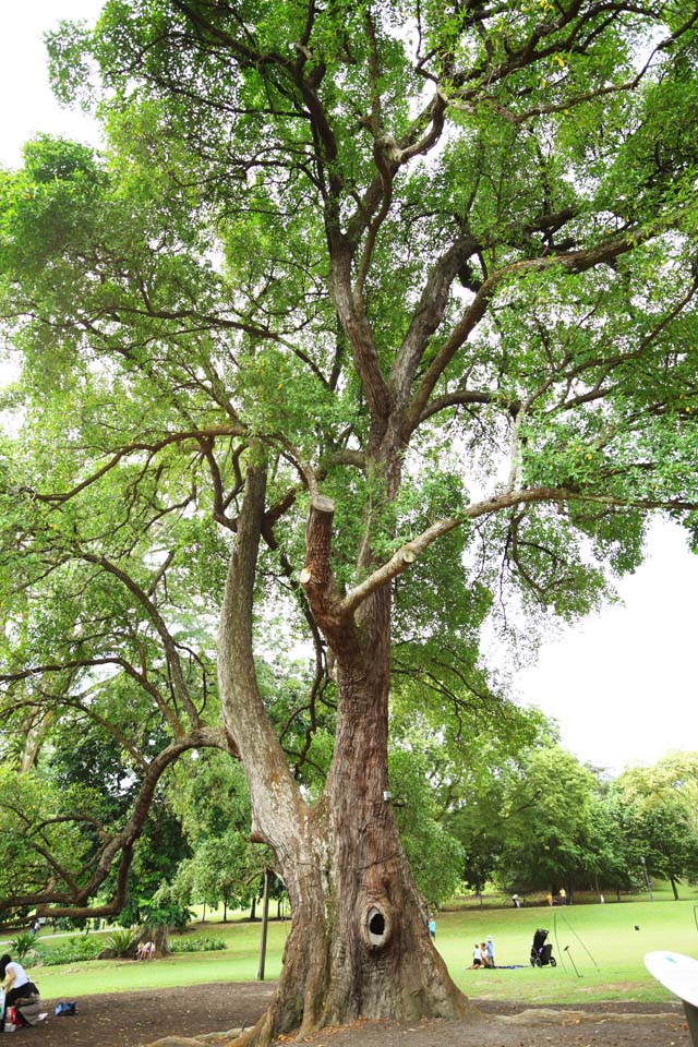 foto,tela,gratis,paisaje,fotografa,idea,Un rbol tropical, La corteza, rbol grande, rbol, La selva