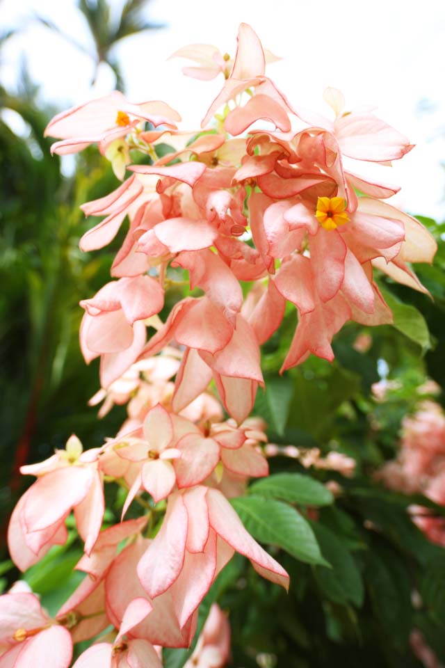 photo, la matire, libre, amnage, dcrivez, photo de la rserve,Un bougainvillaea, bougainvillaea, La zone tropique, Tropique, Je suis magnifique