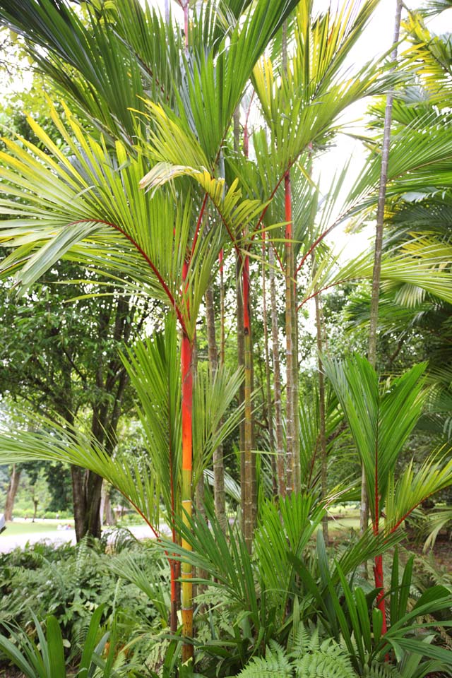 Foto, materieel, vrij, landschap, schilderstuk, bevoorraden foto,Een orangutan palm, Palm boom, Houseplant, Tropische plant, Ik ben cinnabar rood