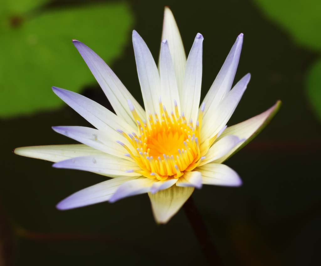 Foto, materiell, befreit, Landschaft, Bild, hat Foto auf Lager,Eine Seerose, Seerose, Bltenblatt, Ich bin luxuris, Ich bin schn