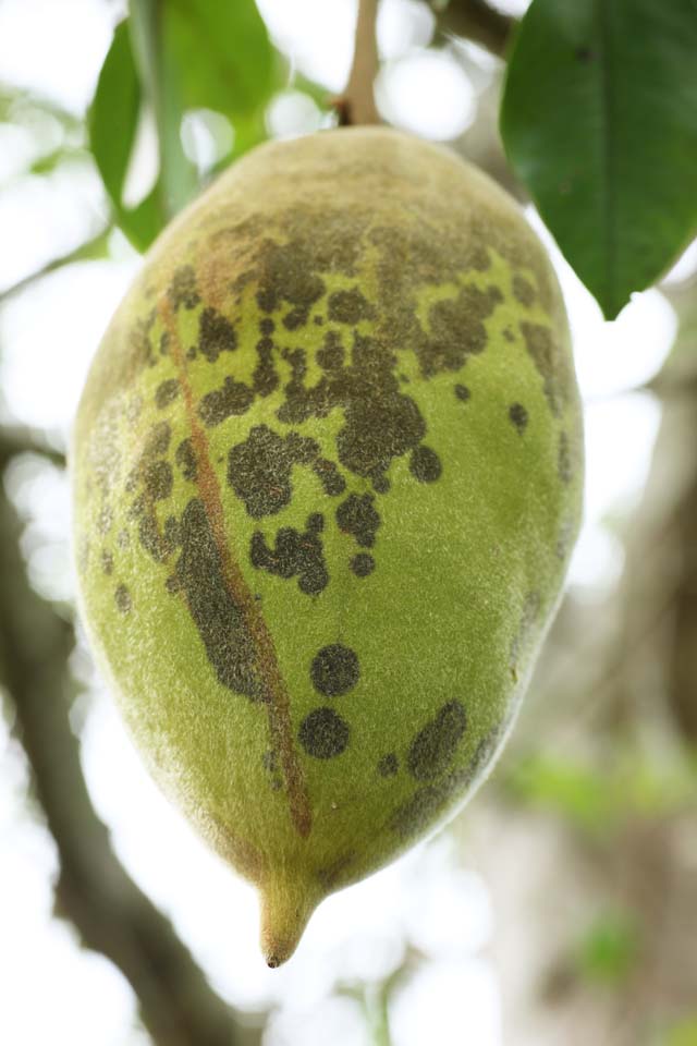 Foto, materiell, befreit, Landschaft, Bild, hat Foto auf Lager,Tropische Frucht, Eine Unregelmigkeit, Grn, flaumige Haare, Frucht