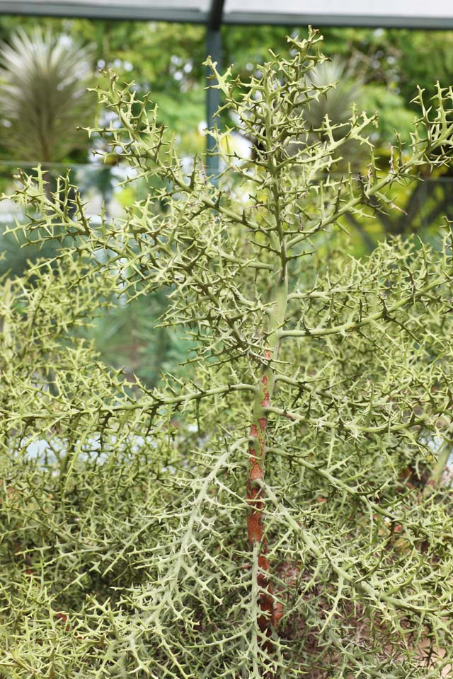 Foto, materieel, vrij, landschap, schilderstuk, bevoorraden foto,De boom van de splinter, De boom van de splinter, Vlezige plant, Ontwikkeling, Ik ben vreemd