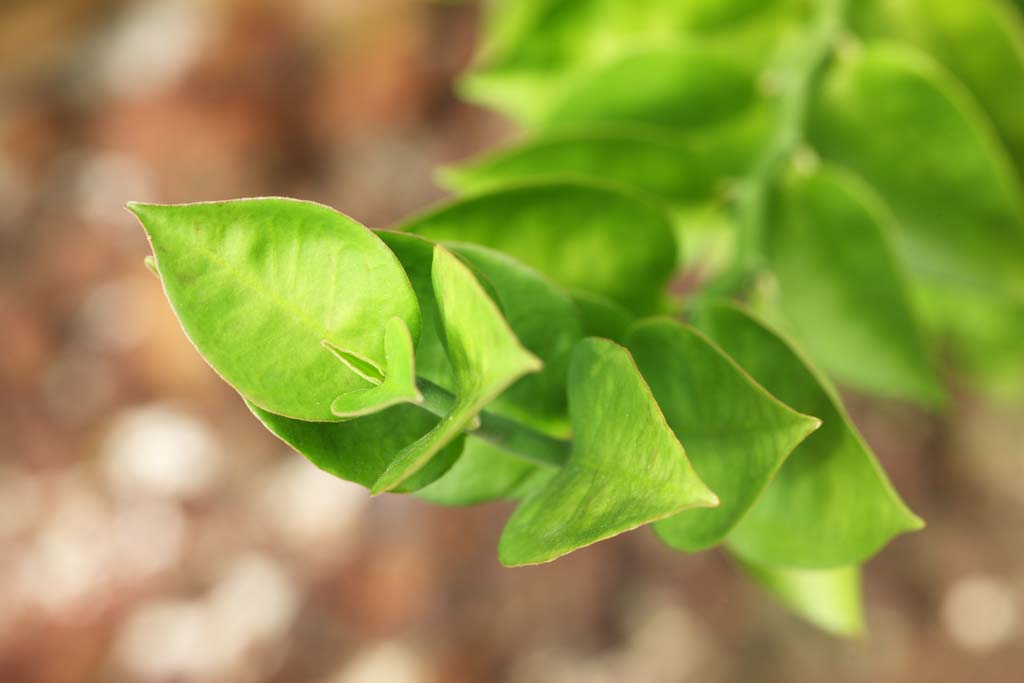 Foto, materiell, befreit, Landschaft, Bild, hat Foto auf Lager,Eine Knospe, Blatt, fleischige Pflanze, Evolution, Ich bin seltsam