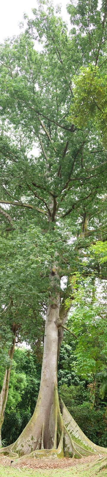 photo, la matire, libre, amnage, dcrivez, photo de la rserve,L'arbre de la jungle, racine du comit, arbre norme, arbre, Fort tropique