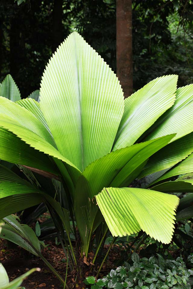 fotografia, materiale, libero il panorama, dipinga, fotografia di scorta,Una foglia enorme e tropicale, foglia, Green, pianta tropicale, Foresta tropicale