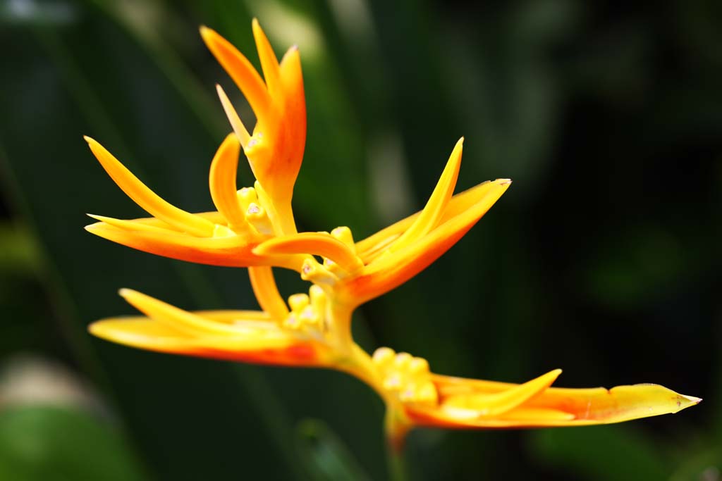 fotografia, materiale, libero il panorama, dipinga, fotografia di scorta,Un fiore dello zenzero, fiore dello zenzero, Ginger, pianta tropicale, Giallo