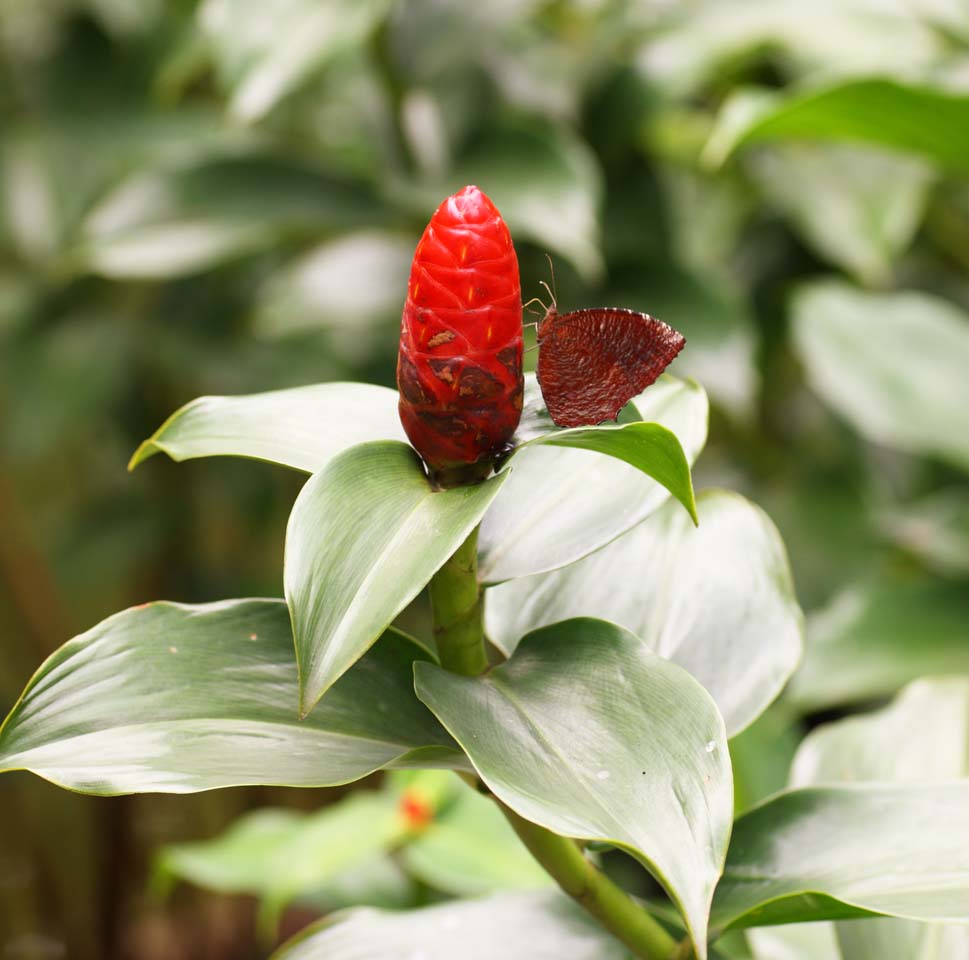 fotografia, material, livra, ajardine, imagine, proveja fotografia,Uma flor do gengibre, flor do gengibre, borboleta, planta tropical, Vermelho