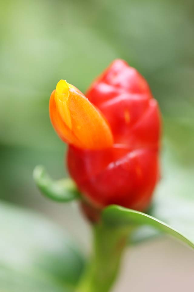 Foto, materiell, befreit, Landschaft, Bild, hat Foto auf Lager,Eine Blume des Ingwers, Blume des Ingwers, Ginger, tropische Pflanze, Gelb