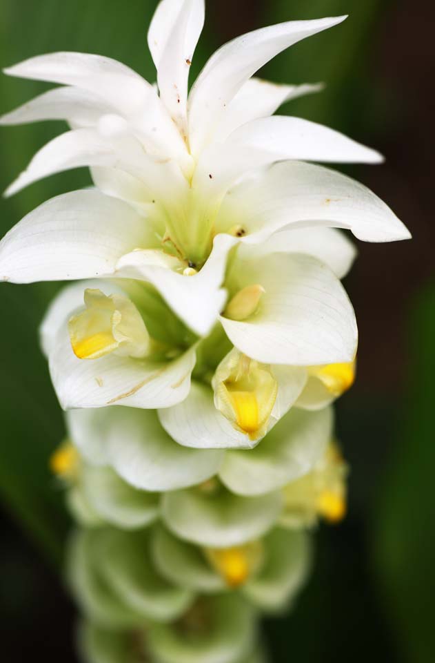 Foto, materiell, befreit, Landschaft, Bild, hat Foto auf Lager,Eine Blume des Ingwers, Blume des Ingwers, Ginger, tropische Pflanze, Gelb