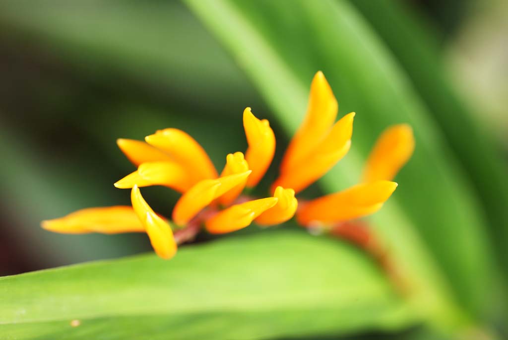 foto,tela,gratis,paisaje,fotografa,idea,Una flor del jengibre, Flor del jengibre, Ginger, Planta tropical, Pngase amarillo