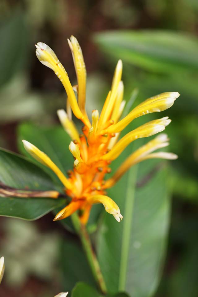 photo, la matire, libre, amnage, dcrivez, photo de la rserve,Une fleur du gingembre, fleur du gingembre, Ginger, plante tropique, Jaune