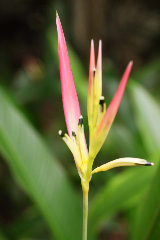 foto,tela,gratis,paisaje,fotografa,idea,Una flor del jengibre, Flor del jengibre, Ginger, Planta tropical, Rosado