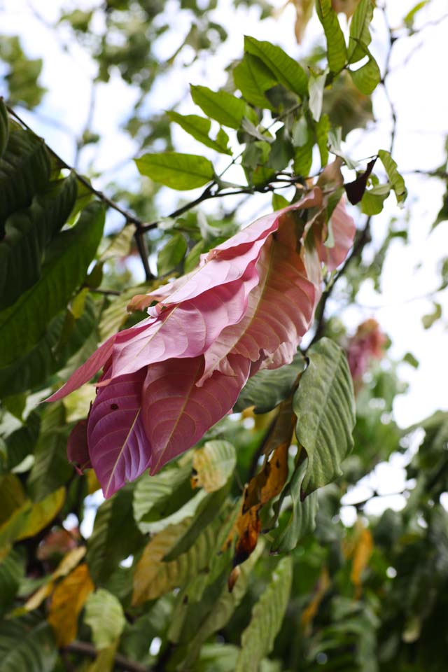 fotografia, materiale, libero il panorama, dipinga, fotografia di scorta,Una foglia colore rosa, foglia, Garofano, pianta tropicale, Foresta tropicale