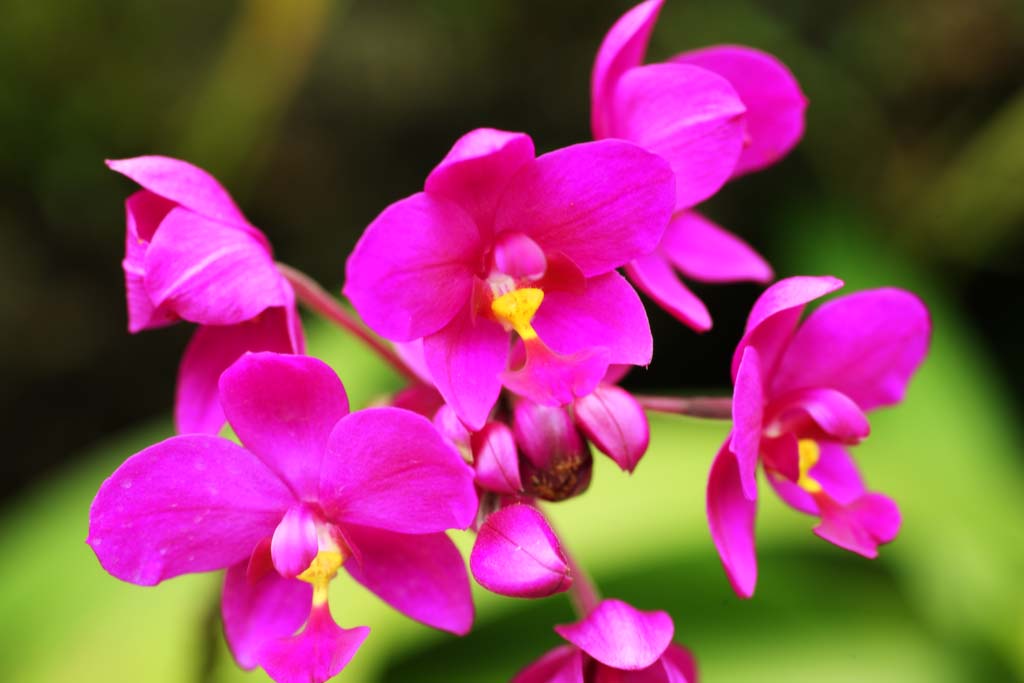 Foto, materieel, vrij, landschap, schilderstuk, bevoorraden foto,Een purpere orchidee, Een orchidee, , , Ik ben luxueus